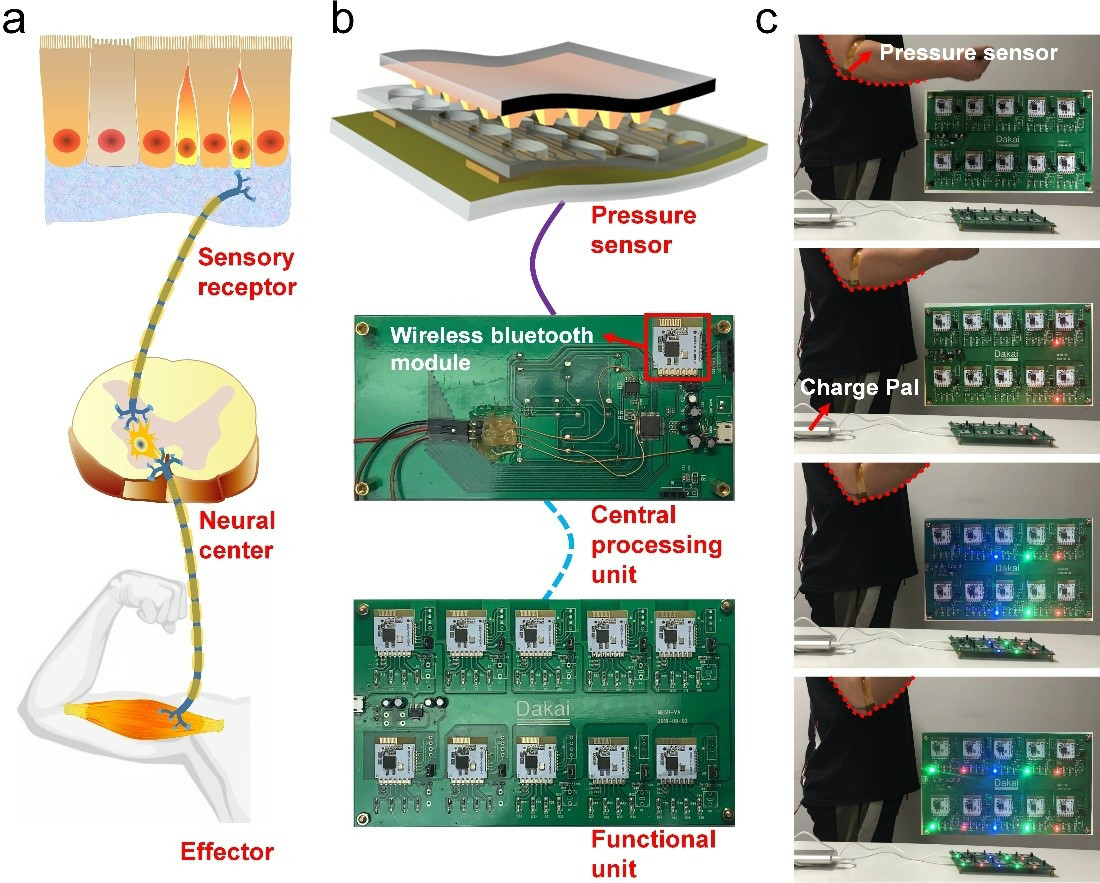 人體及人工反射弧概念示意圖、人工反射弧在真實(shí)場景中應(yīng)用實(shí)物圖